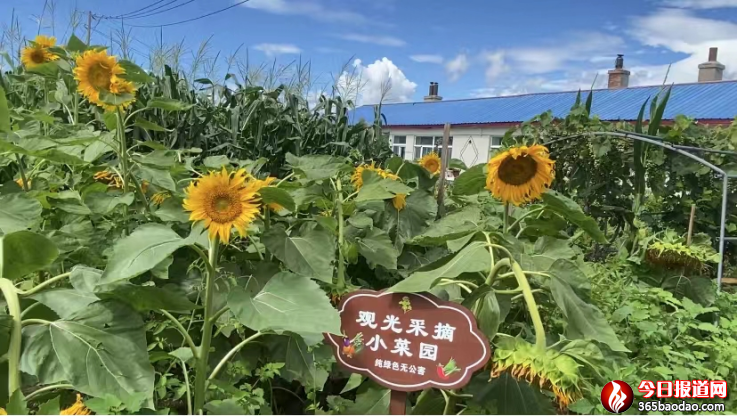 紅光鄉(xiāng)太平村新聞稿件(補(bǔ)充后) - 復(fù)件1868.png