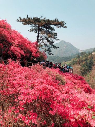 待到杜鵑花開(kāi)時(shí)443.png